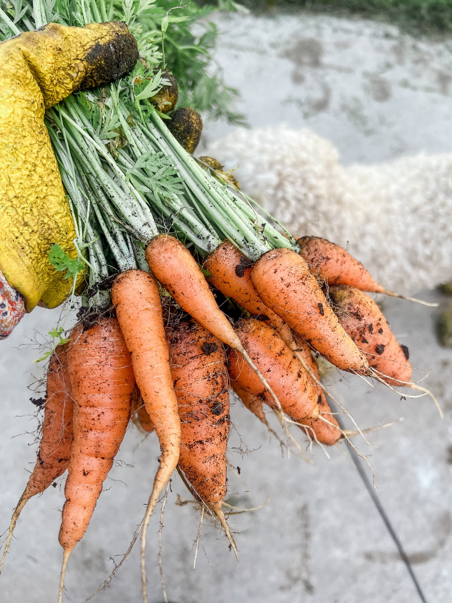 A hand wearing a yellow gardening glove holds a bunch of freshly harvested, dirt-covered carrots with green tops. The background is blurred, showing a light surface and part of a dog.