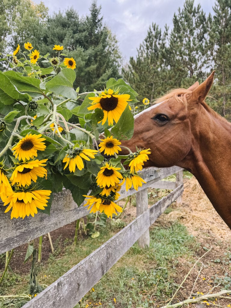 A brown horse stands by a wooden fence at The Rooted Farmhouse, reaching out to sniff or nibble a cluster of bright yellow sunflowers. Trees and greenery fill the background under a cloudy sky.